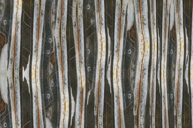 Tapeta Ant — dílec B