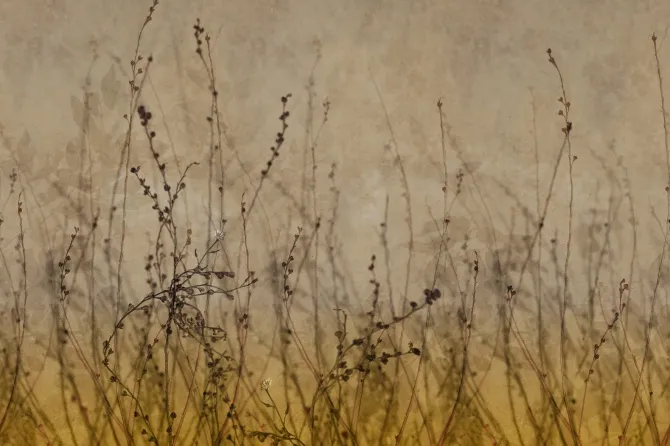 Tapeta Anthuse — dílec B