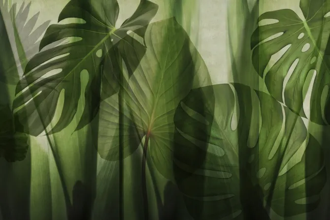 Tapeta Equatorial Jungle — dílec B