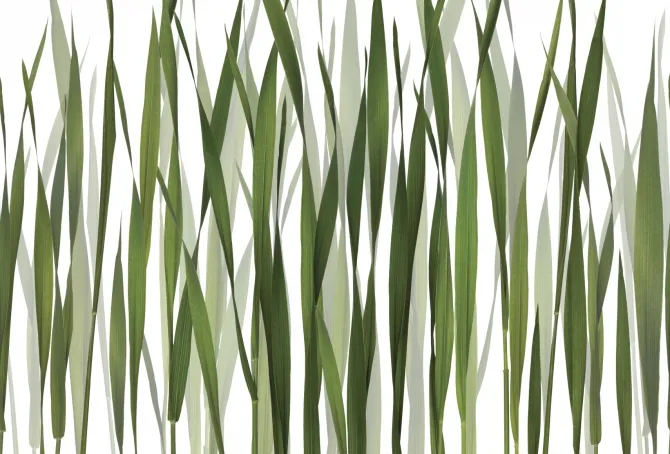 Tapeta Greenfields — dílec B