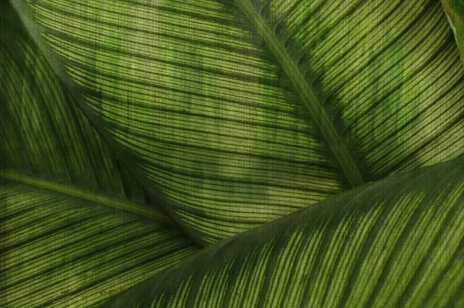 Tapeta Leaf — dílec B