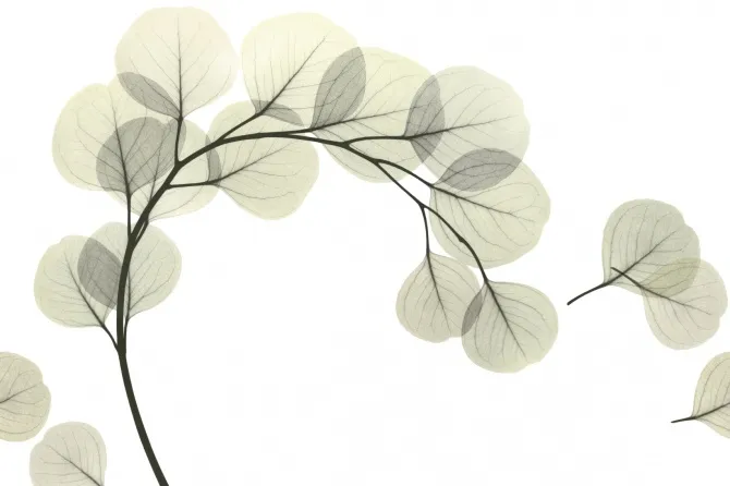 Tapeta Light Breeze — dílec B