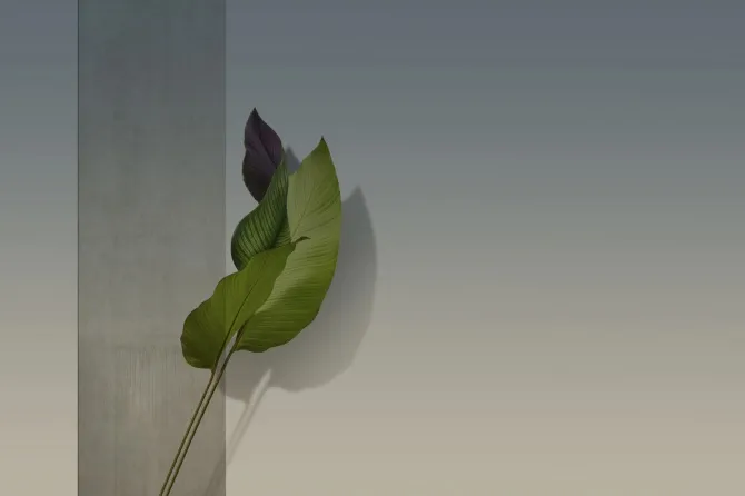 Tapeta Plume — dílec B